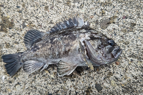 クロソイの釣果