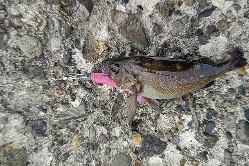 エゾメバルの釣果