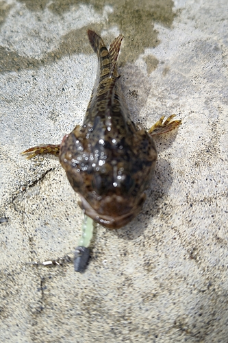 カジカの釣果