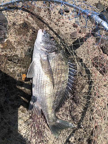 チヌの釣果