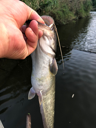 ナマズの釣果