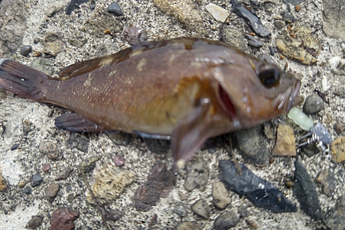 エゾメバルの釣果