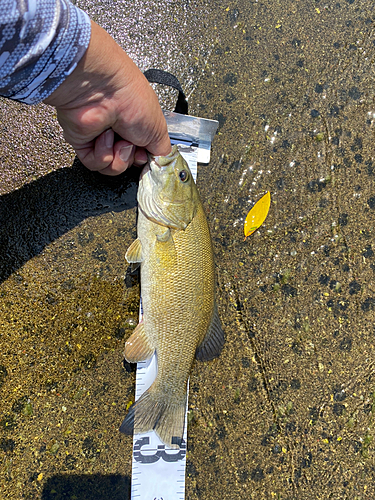 スモールマウスバスの釣果