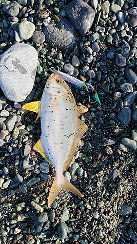 ショゴの釣果