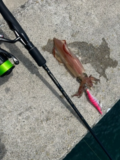 ケンサキイカの釣果