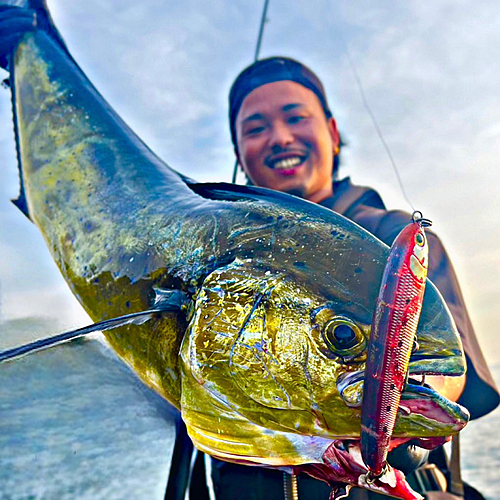 シイラの釣果