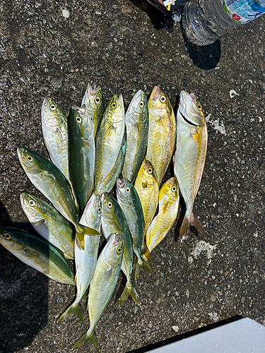 ショゴの釣果