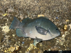 クチブトグレの釣果