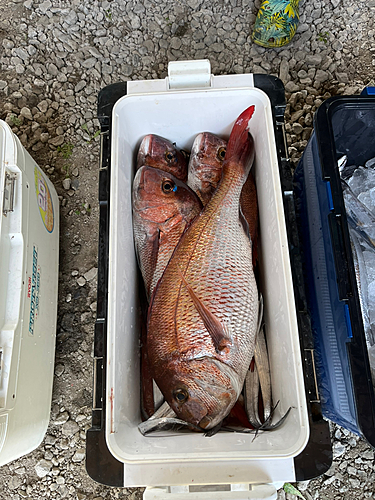 タチウオの釣果