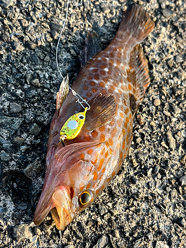 キジハタの釣果