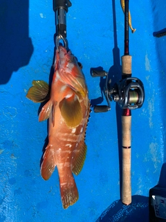 アカハタの釣果