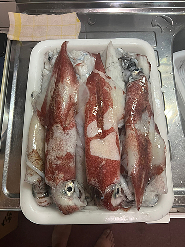 ケンサキイカの釣果