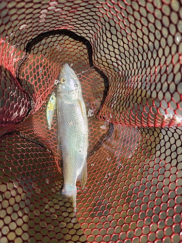 ケタバスの釣果