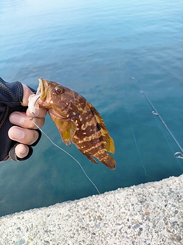 キジハタの釣果