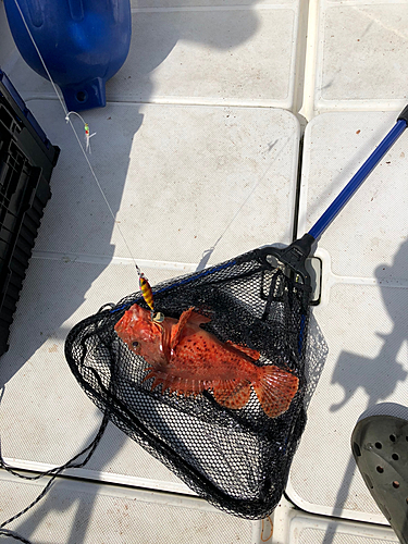 ウッカリカサゴの釣果