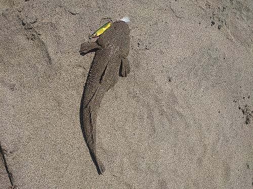 マゴチの釣果