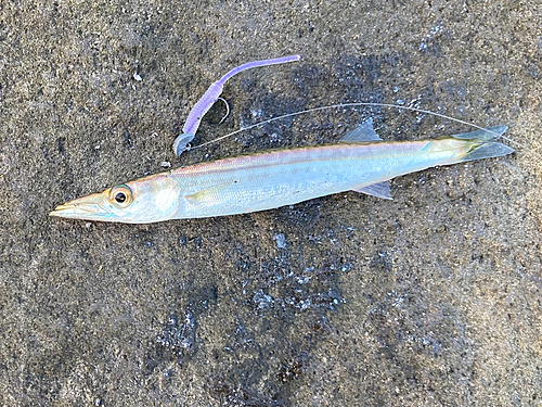 カマスの釣果