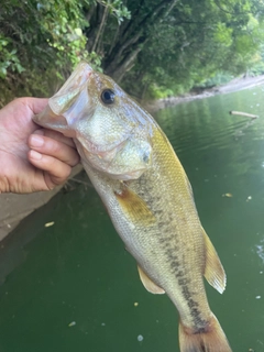 ラージマウスバスの釣果