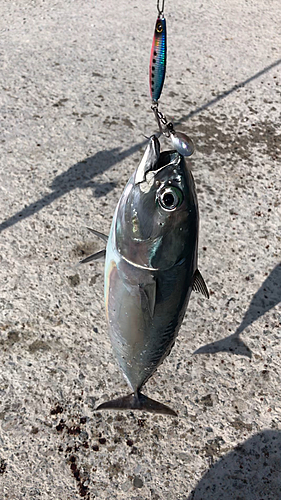 ソウダガツオの釣果