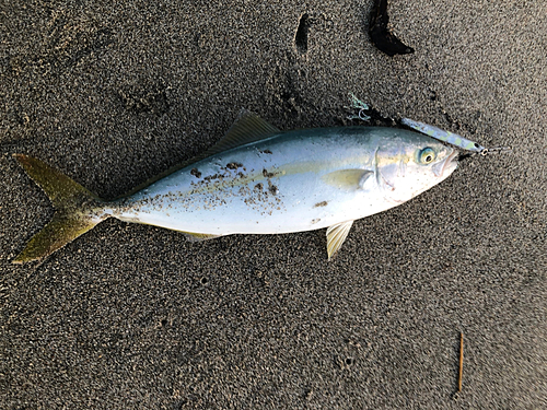 ワカナゴの釣果