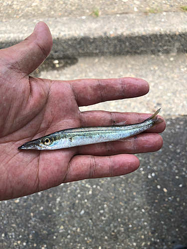 カマスの釣果