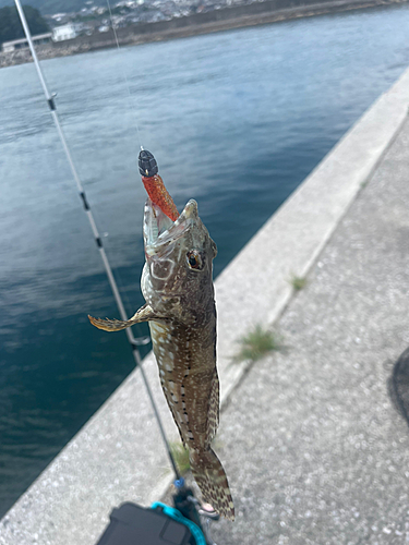 エソの釣果