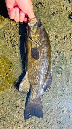 スモールマウスバスの釣果
