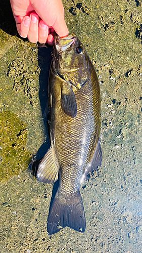 スモールマウスバスの釣果