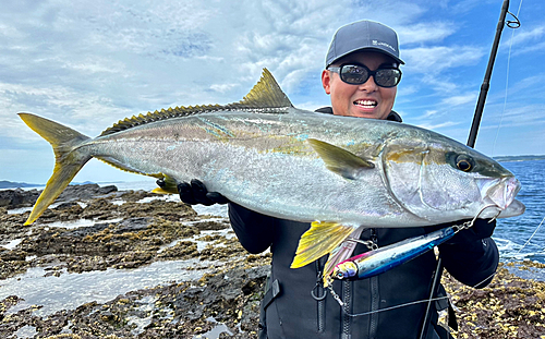 ヒラマサの釣果