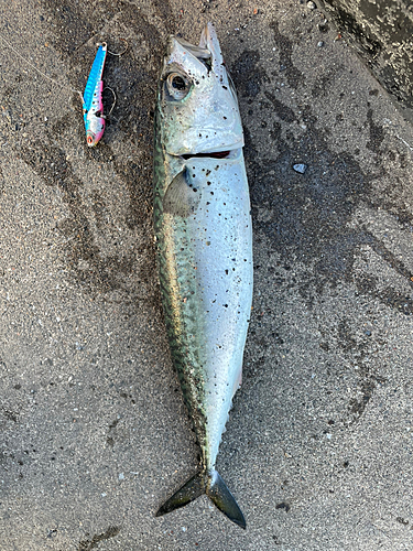 サバの釣果