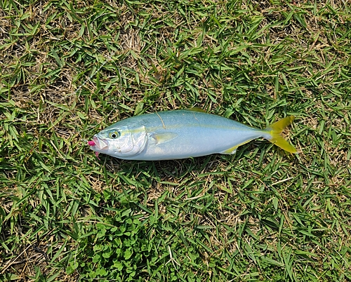 ワカシの釣果