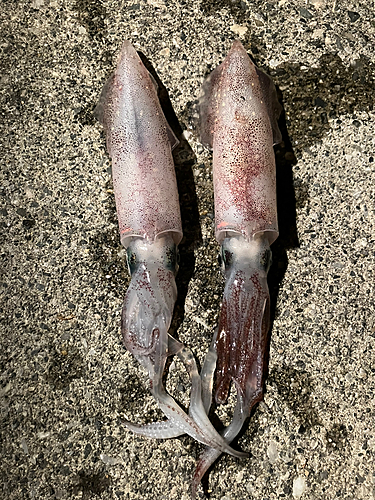 ケンサキイカの釣果