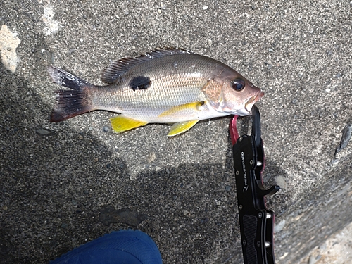 クロホシフエダイの釣果