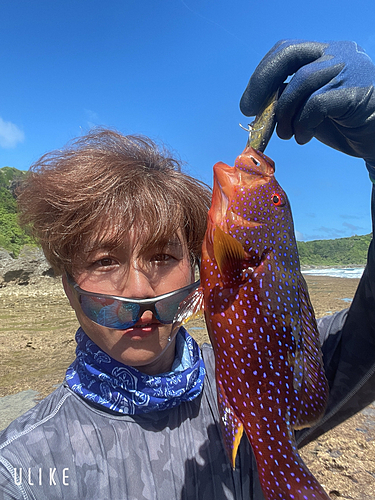 バラハタの釣果