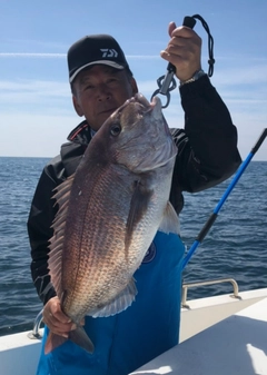 マダイの釣果