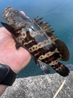 チャイロマルハタの釣果