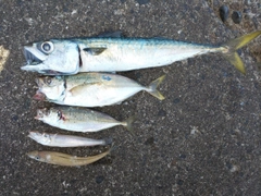 サバの釣果