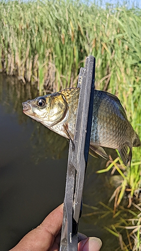 フナの釣果