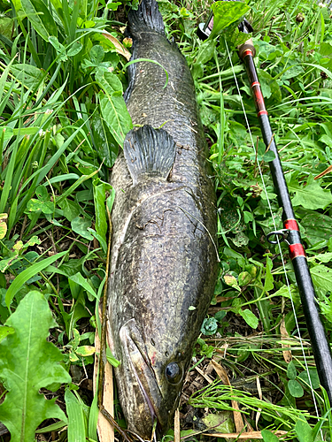 カムルチーの釣果