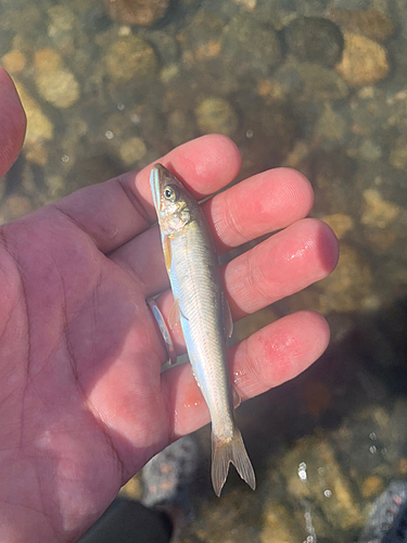 アユの釣果