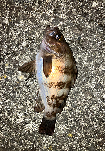 シロメバルの釣果