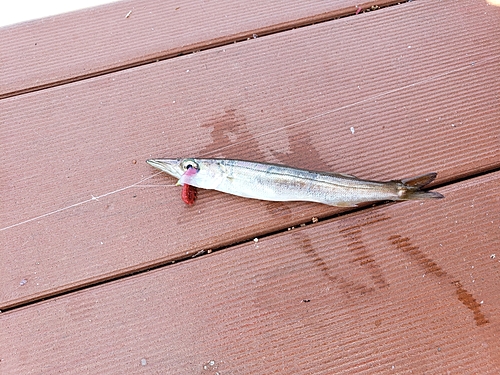 カマスの釣果