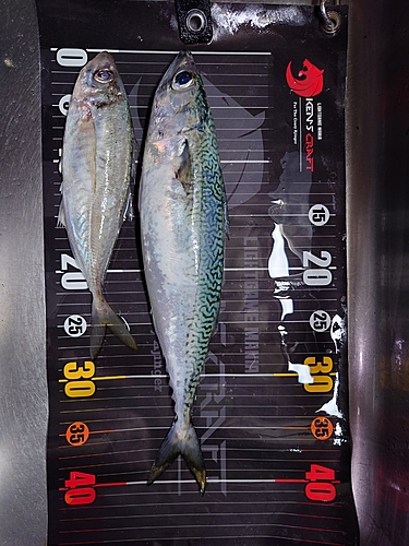 サバの釣果