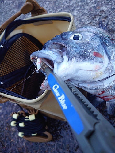 チヌの釣果