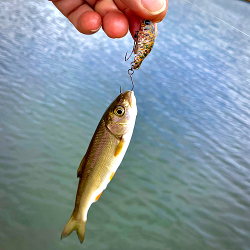 ウグイの釣果