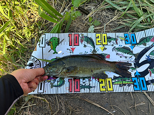 スモールマウスバスの釣果