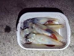 ケンサキイカの釣果