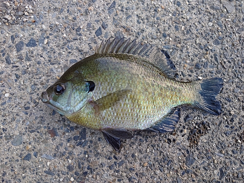 ブルーギルの釣果