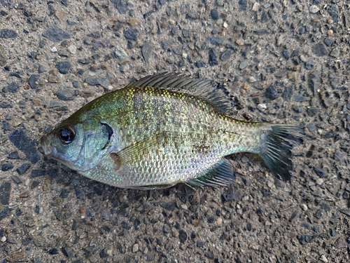 ブルーギルの釣果