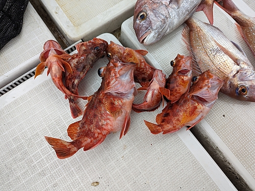 アラカブの釣果